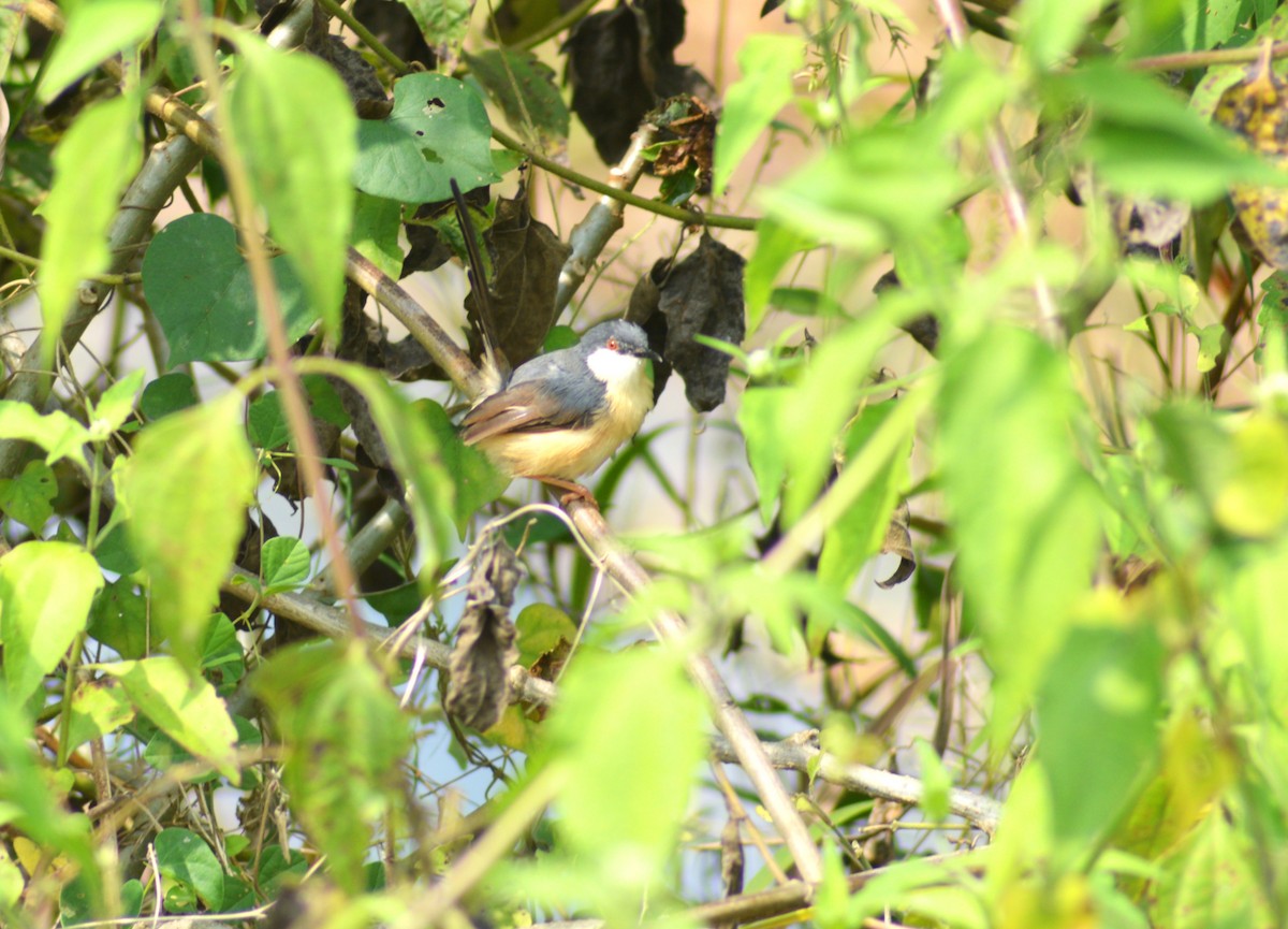 Ashy Prinia - ML645300763