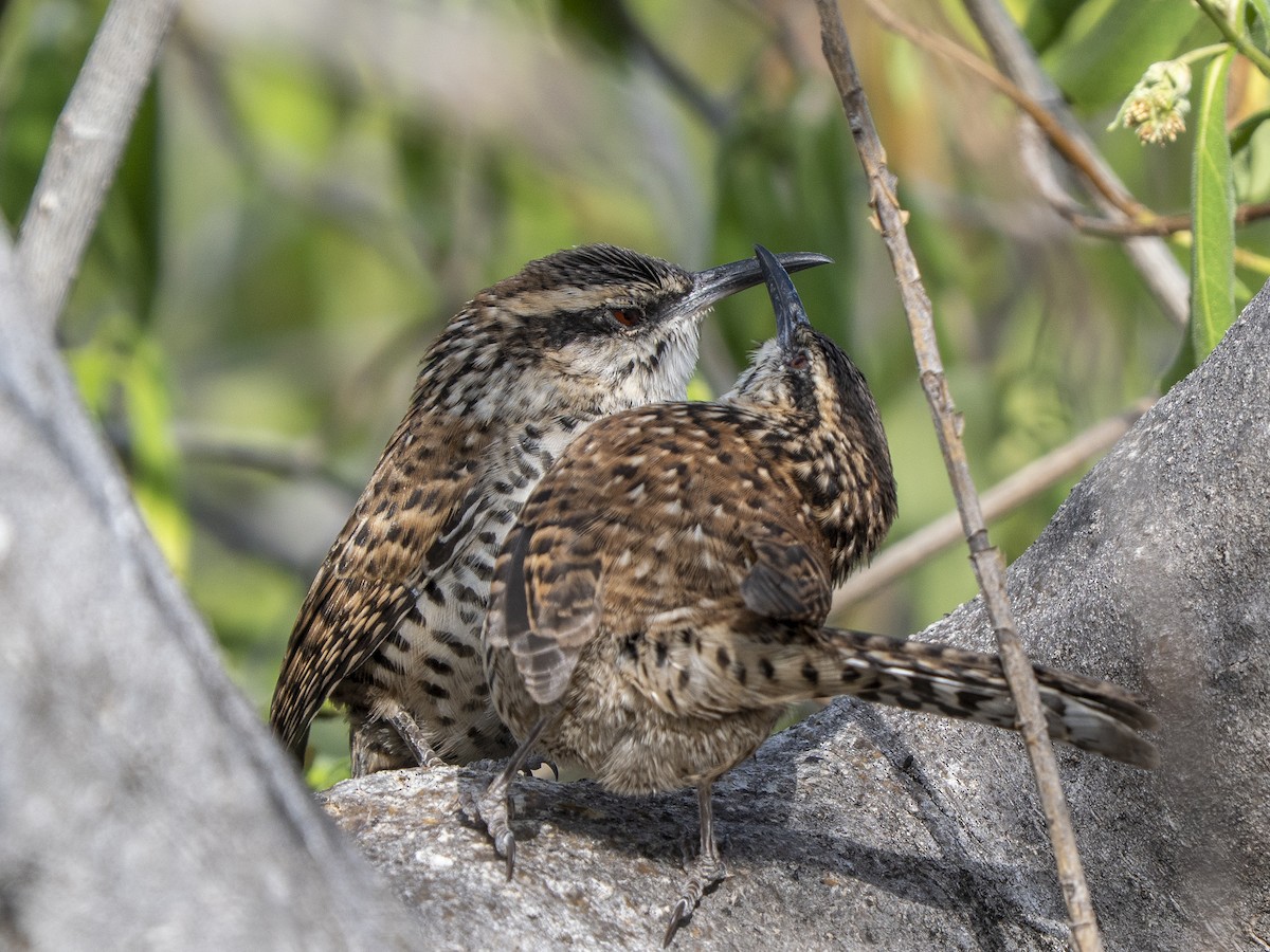 Boucard's Wren - ML645300764