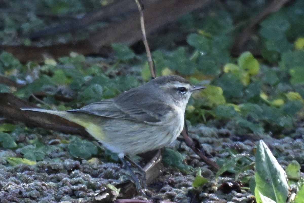 Palm Warbler - ML645300765