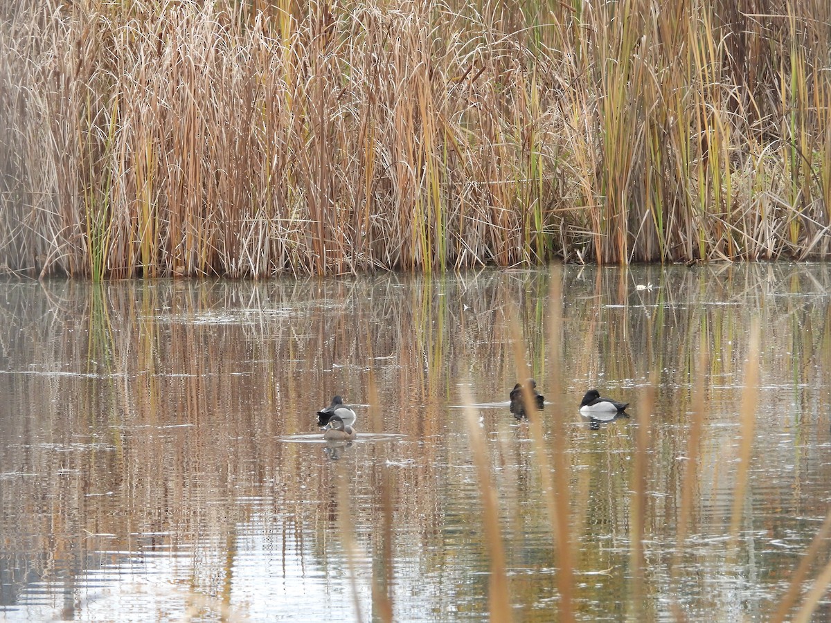 Ring-necked Duck - ML645300766