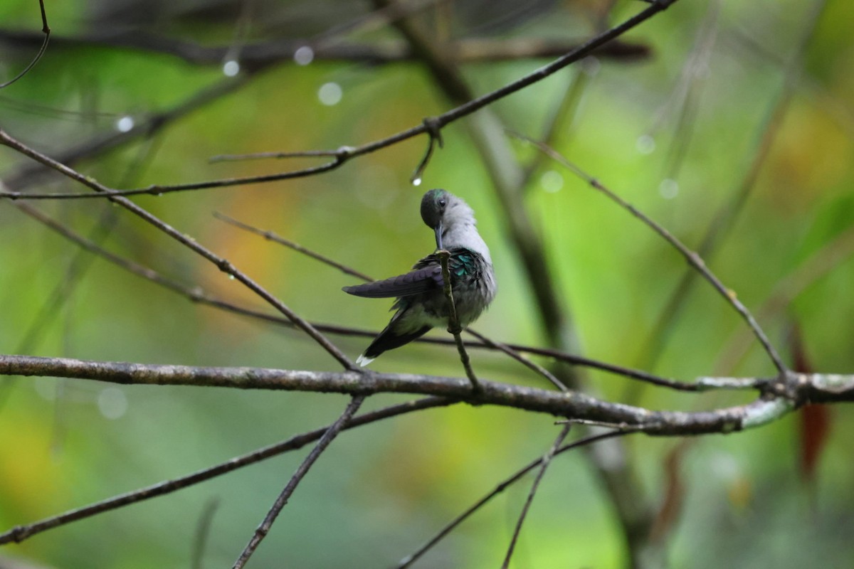 Crowned Woodnymph - ML645300767