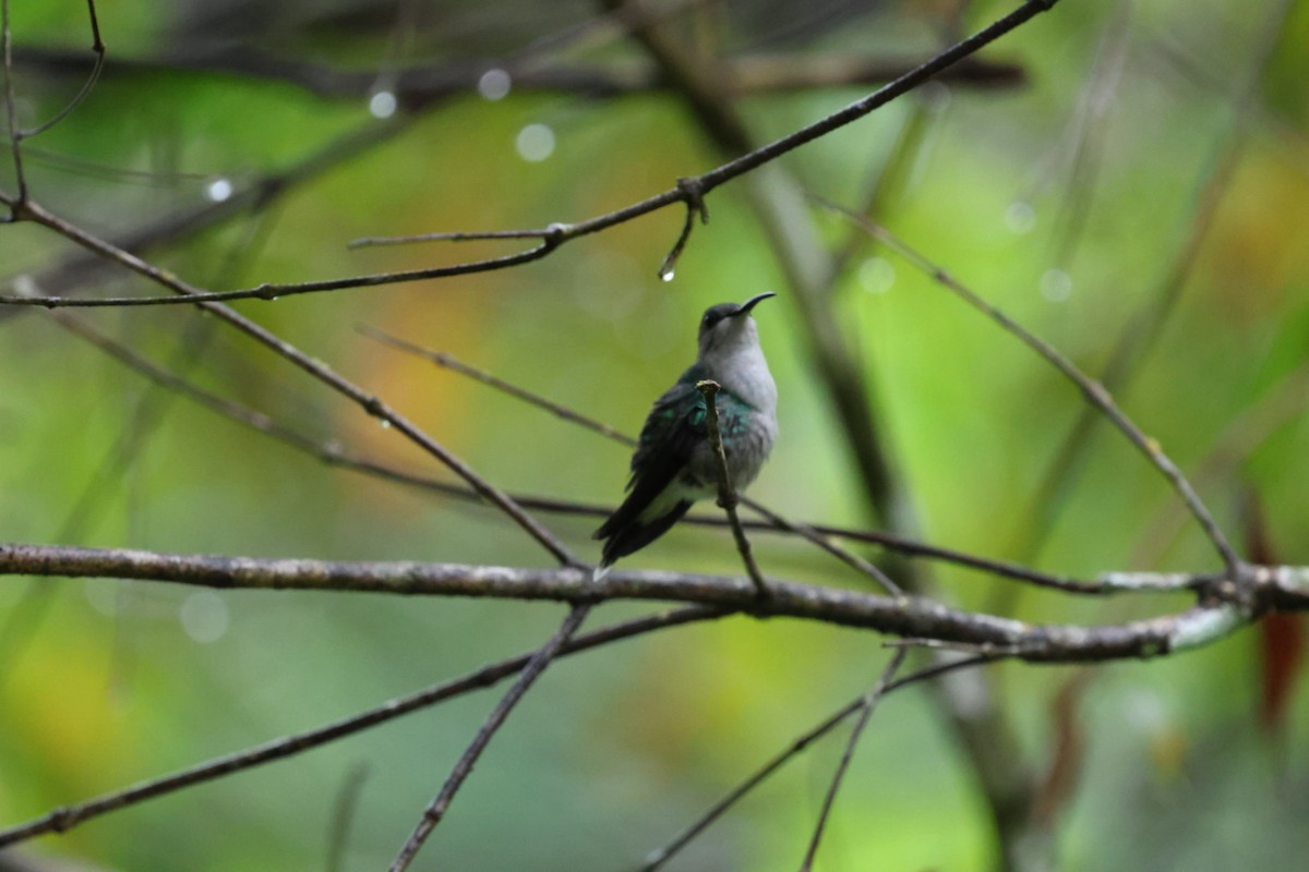 Crowned Woodnymph - ML645300768