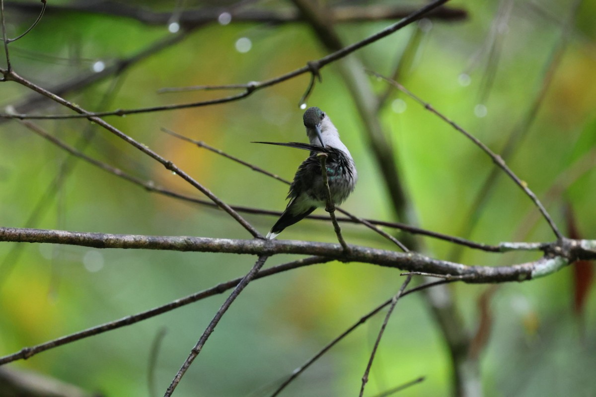 Crowned Woodnymph - ML645300769