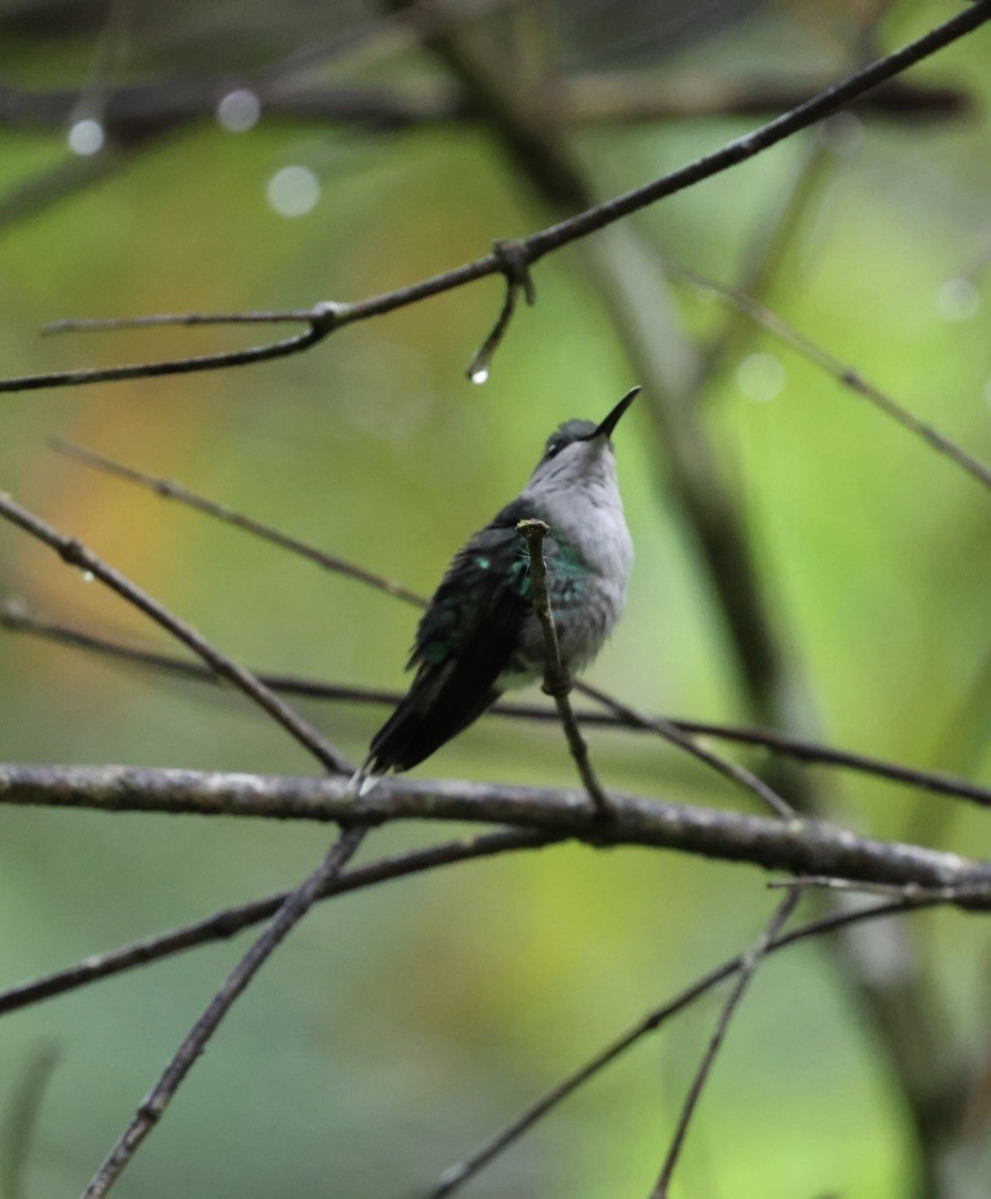 Crowned Woodnymph - ML645300770