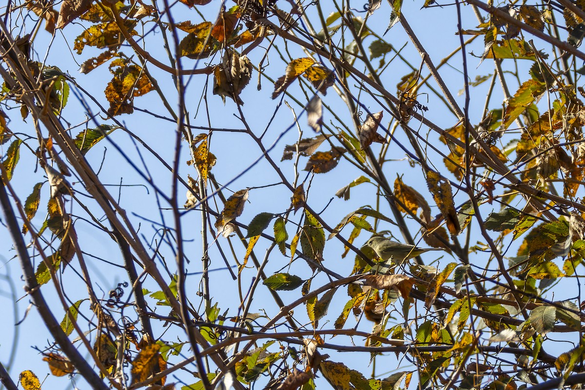 Orange-crowned Warbler - ML645300774