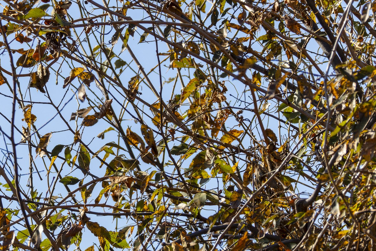 Orange-crowned Warbler - ML645300775