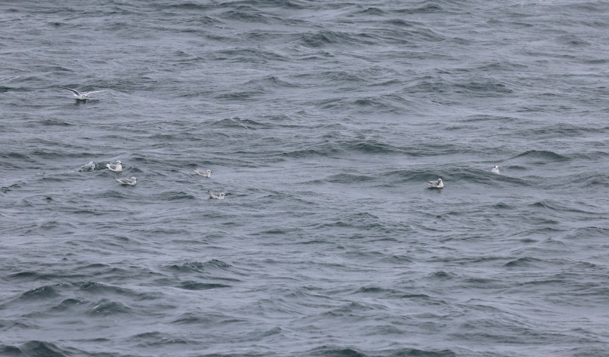 Bonaparte's Gull - ML645300776
