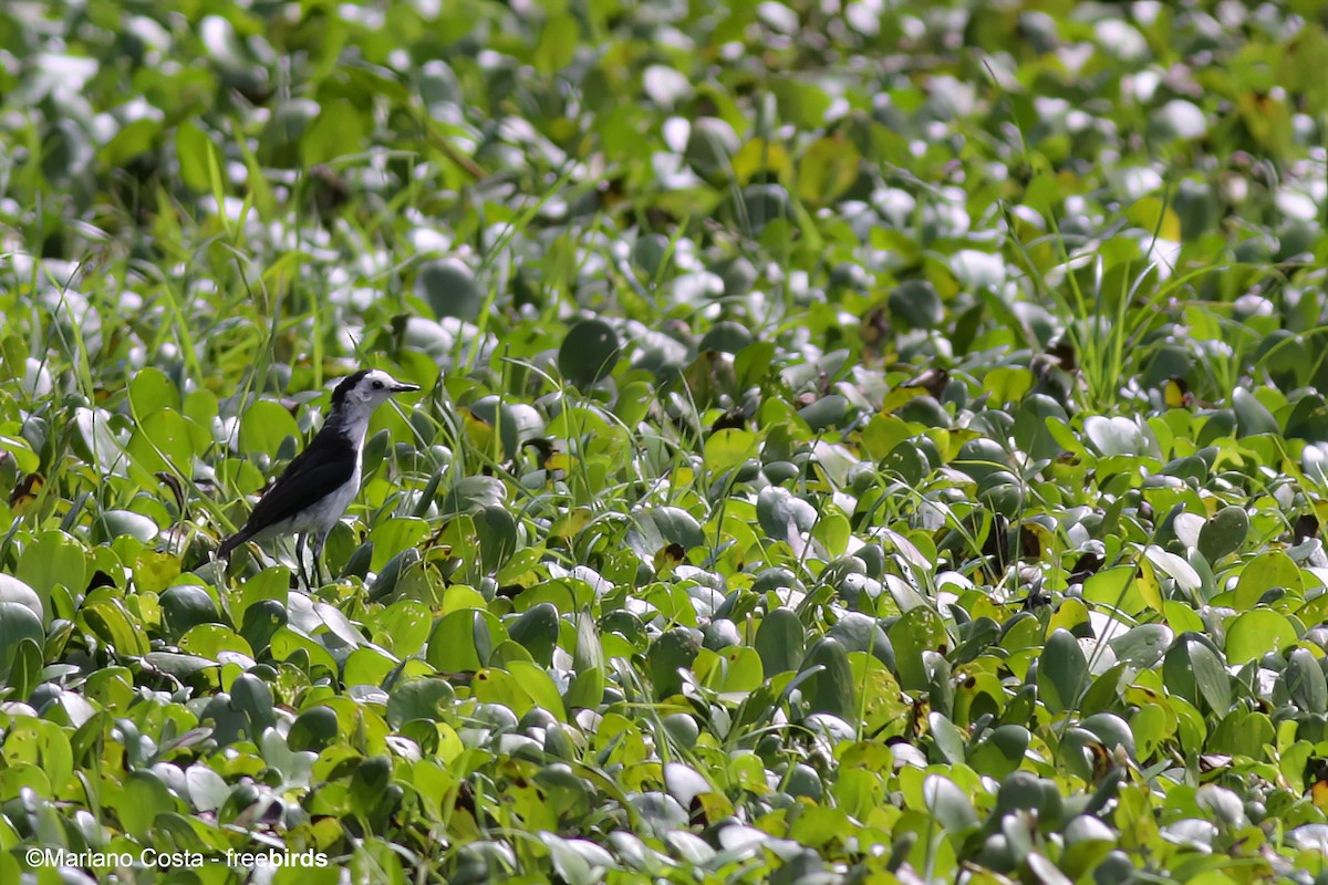Black-backed Water-Tyrant - ML645300777