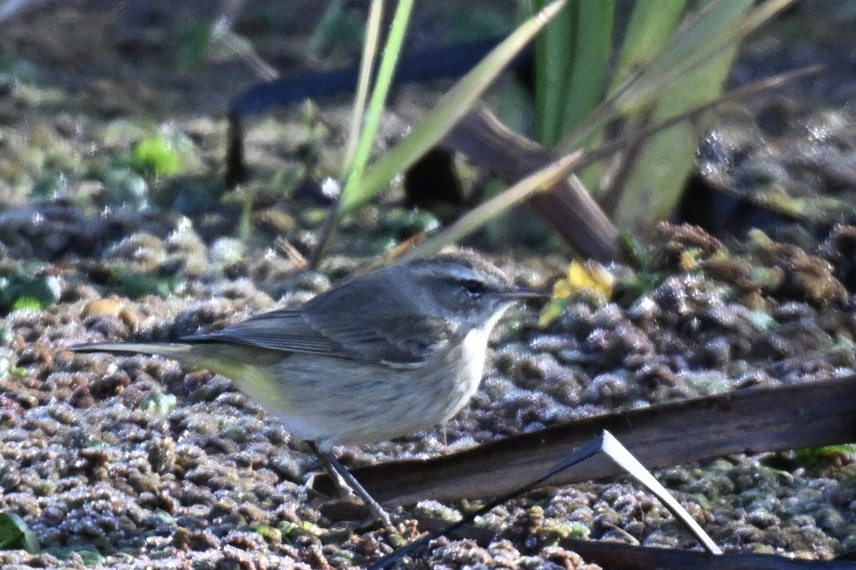 Palm Warbler - ML645300778