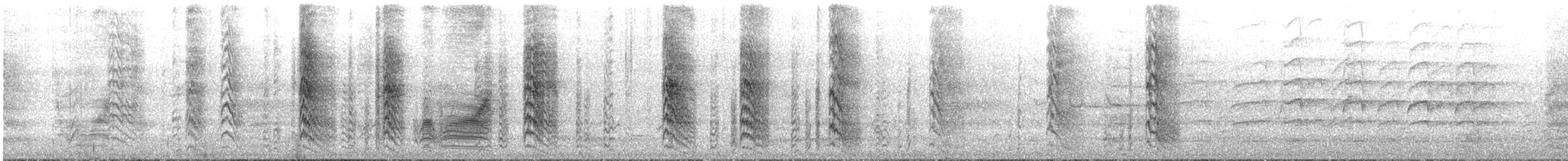 White-browed Babbler - ML645300779