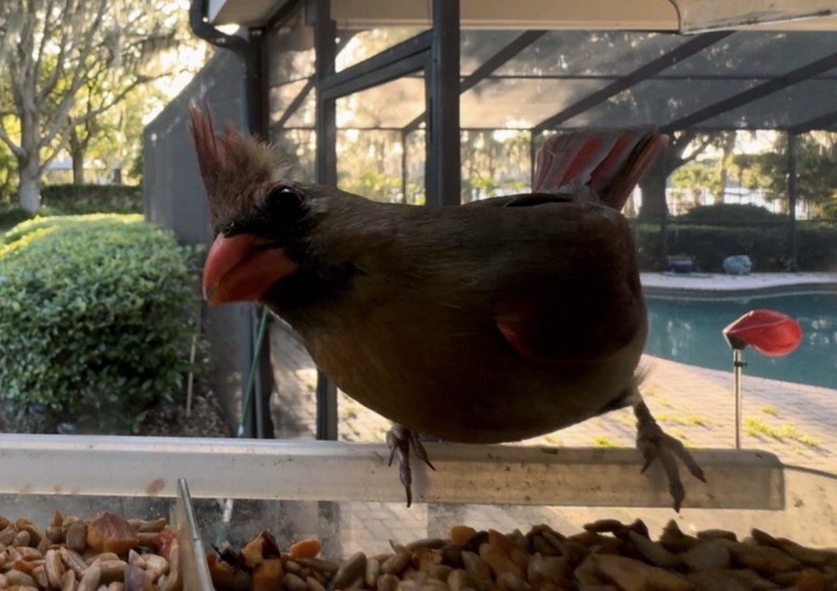 Northern Cardinal - ML645300780
