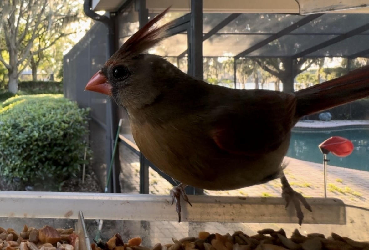 Northern Cardinal - ML645300781