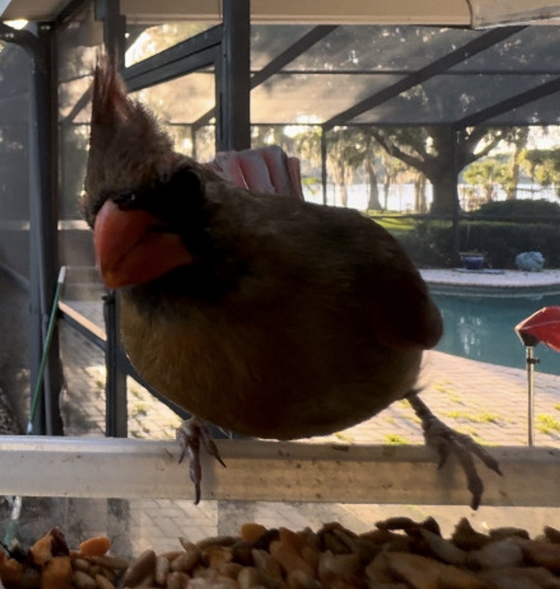 Northern Cardinal - ML645300782