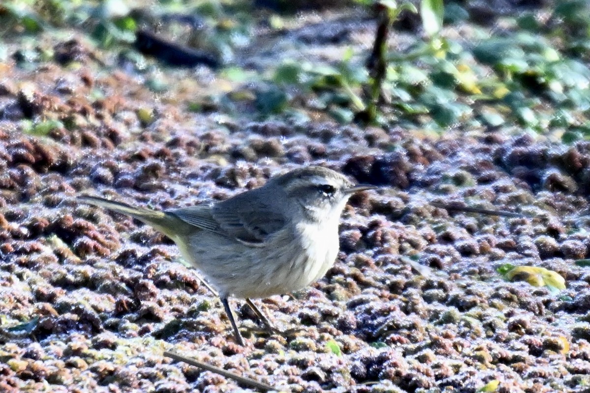Palm Warbler - ML645300785