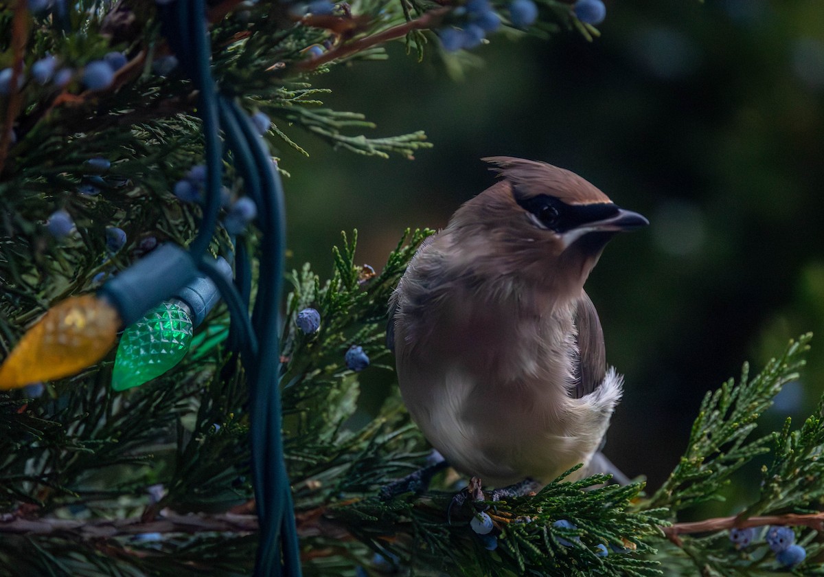 Cedar Waxwing - ML645300800