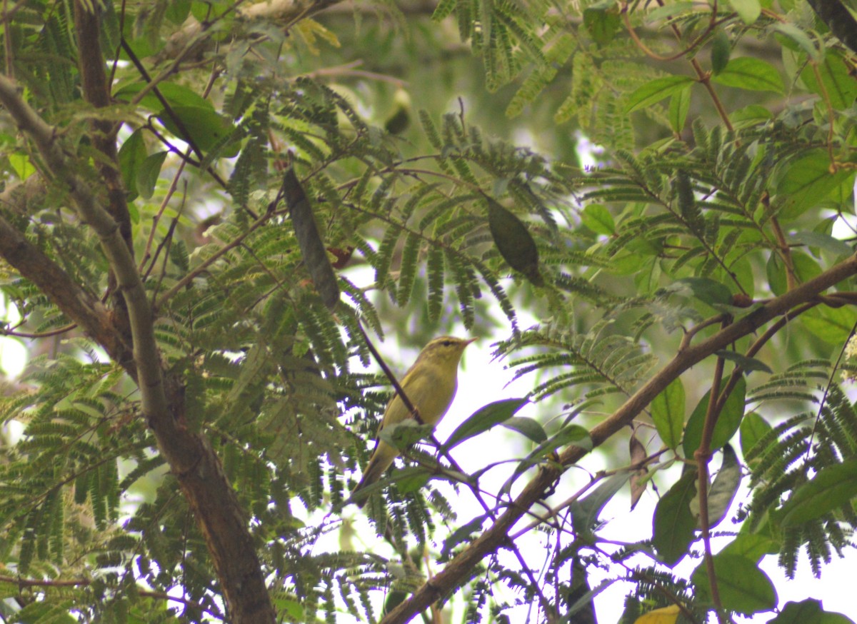 Pouillot du Caucase - ML645300804