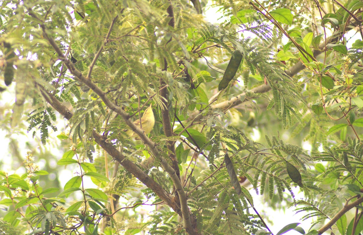 Pouillot du Caucase - ML645300805