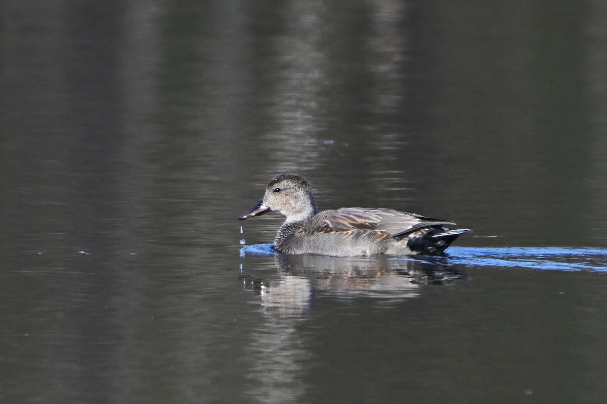 Нерозень - ML645300817