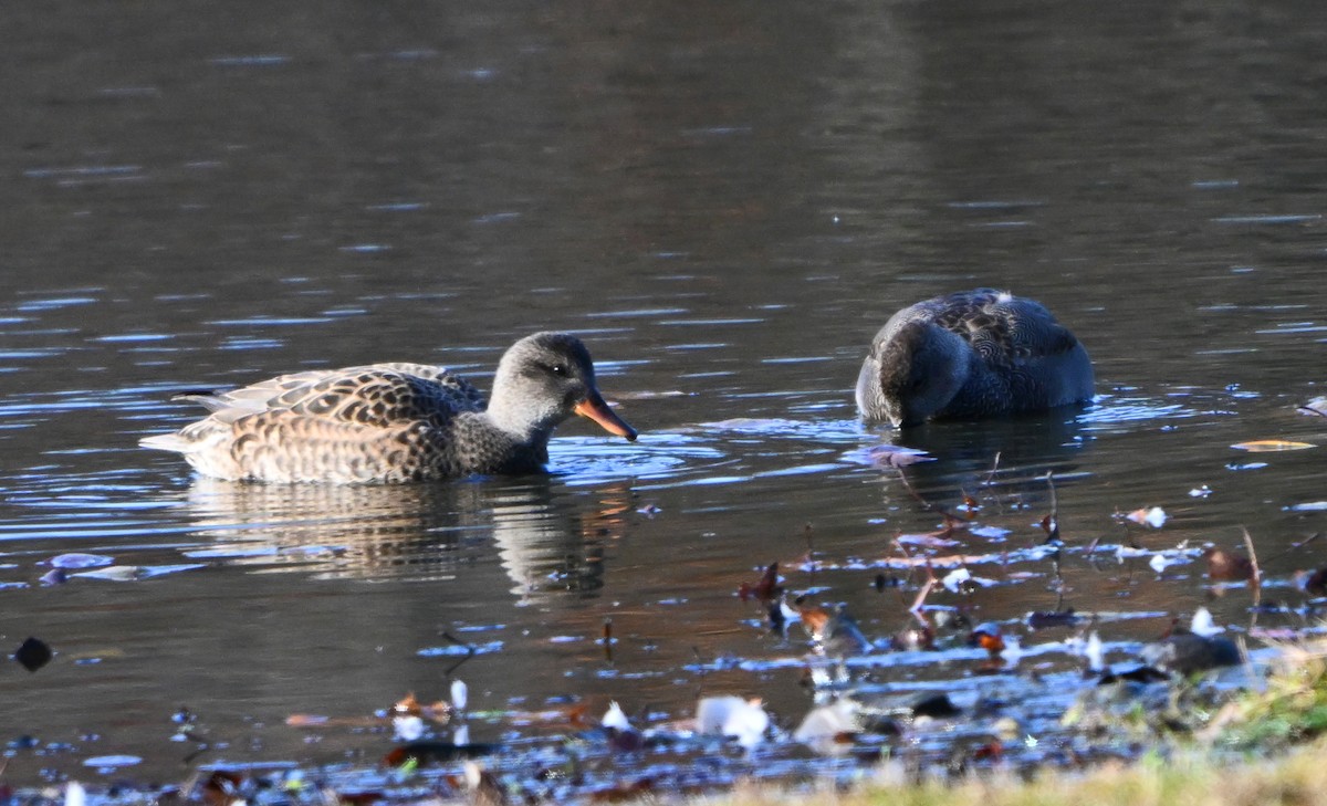 Нерозень - ML645300820