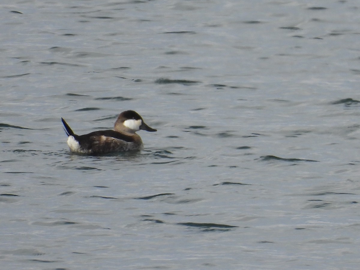 kobberand - ML645300822