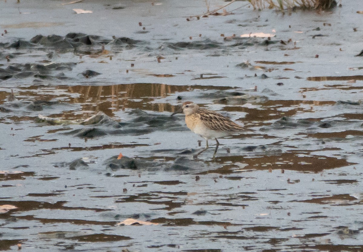 Sharp-tailed Sandpiper - ML645300846