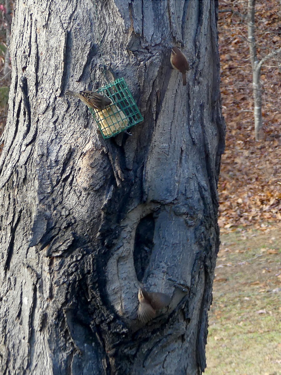 Carolina Wren - ML645300854