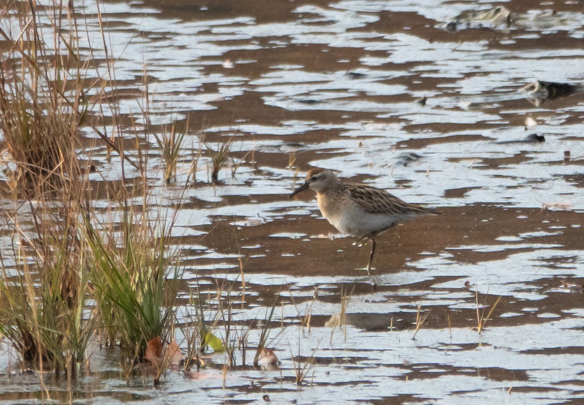 Sharp-tailed Sandpiper - ML645300857