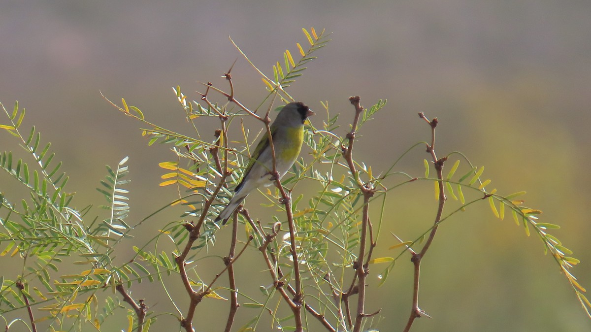 Lawrence's Goldfinch - ML645300858