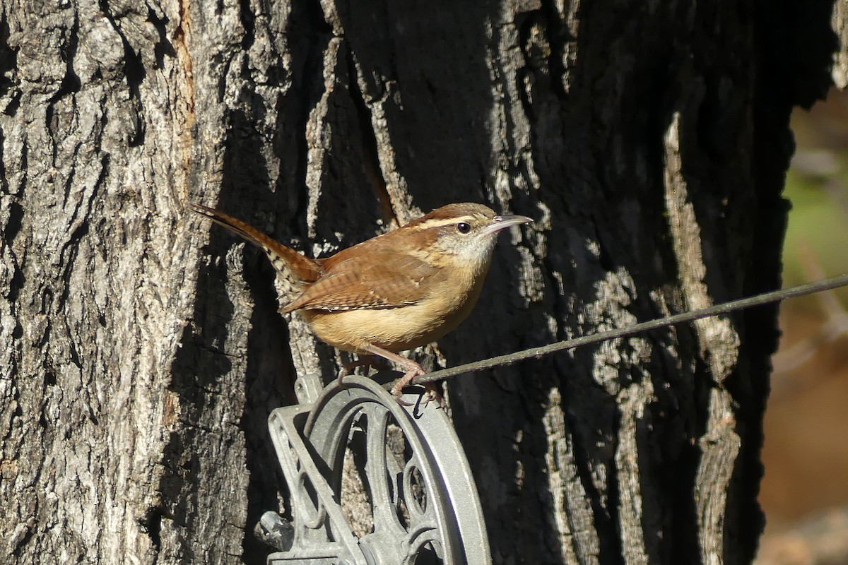 Carolina Wren - ML645300868