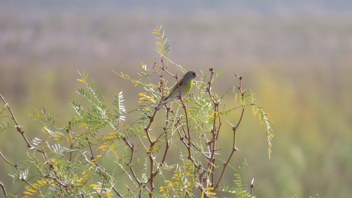 Lawrence's Goldfinch - ML645300870