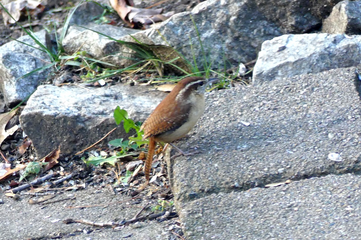 Carolina Wren - ML645300877