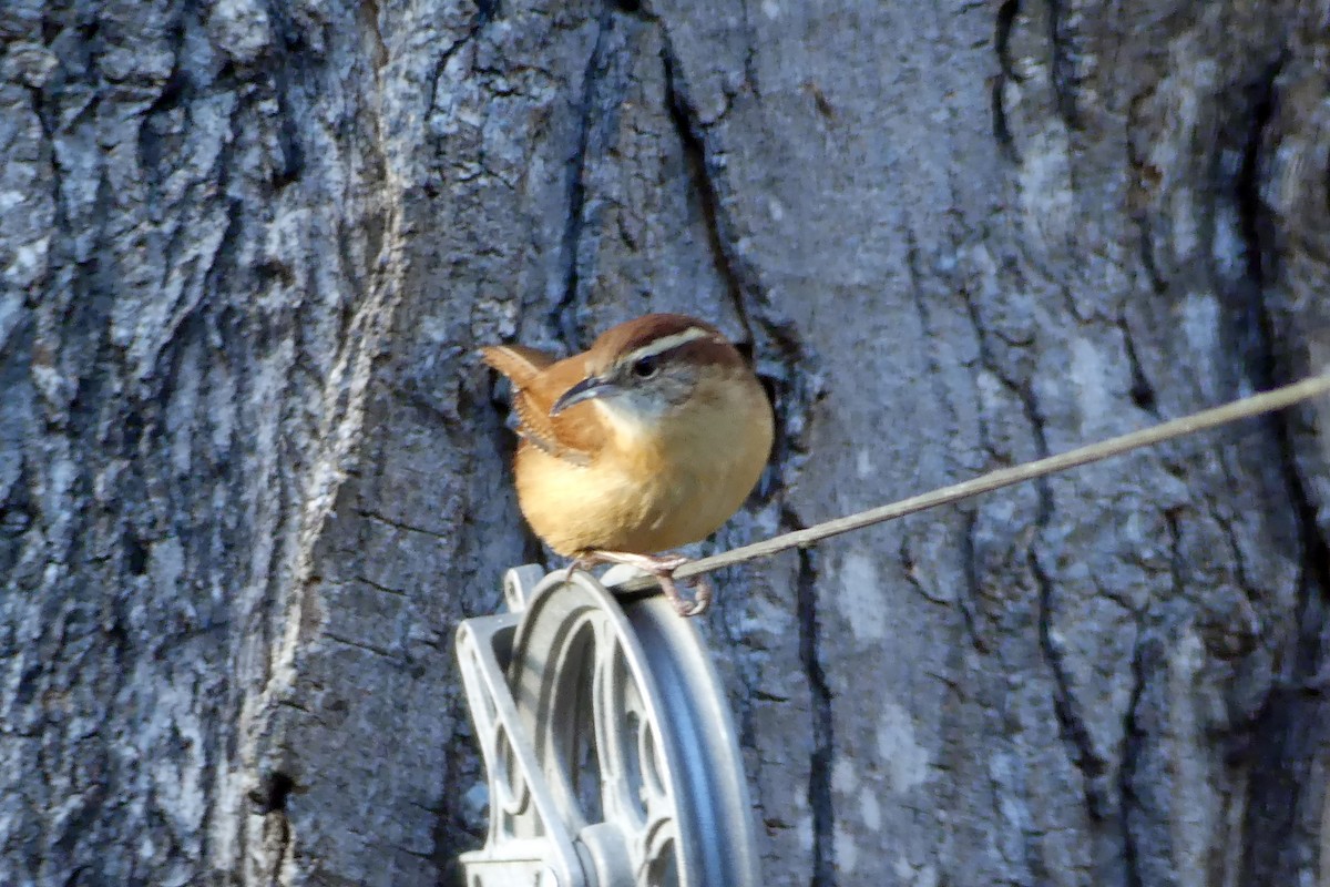 Carolina Wren - ML645300887
