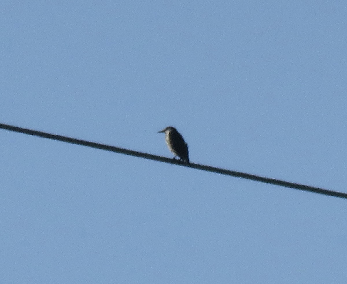 Fieldfare - ML645300893