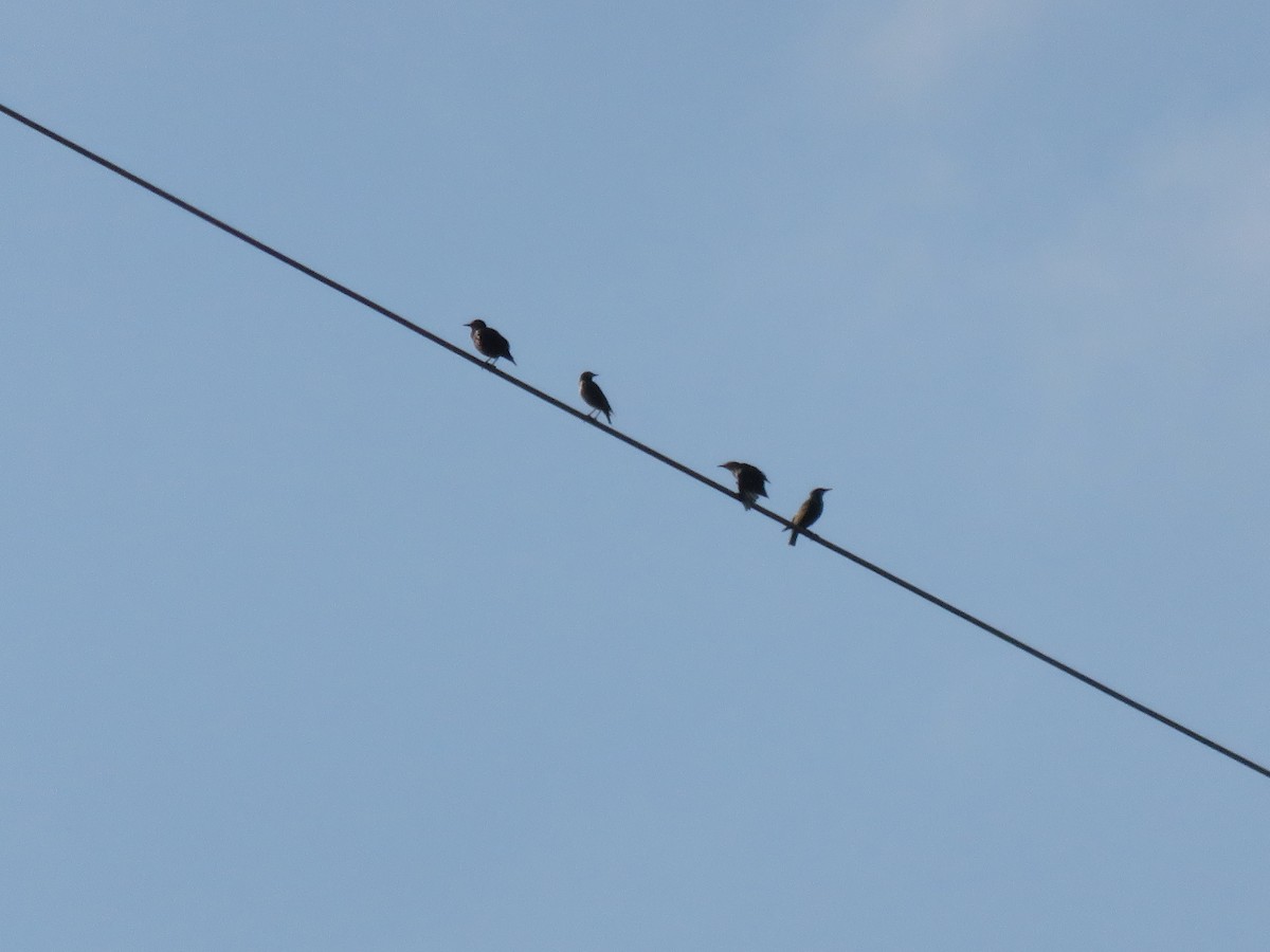 Fieldfare - ML645300894