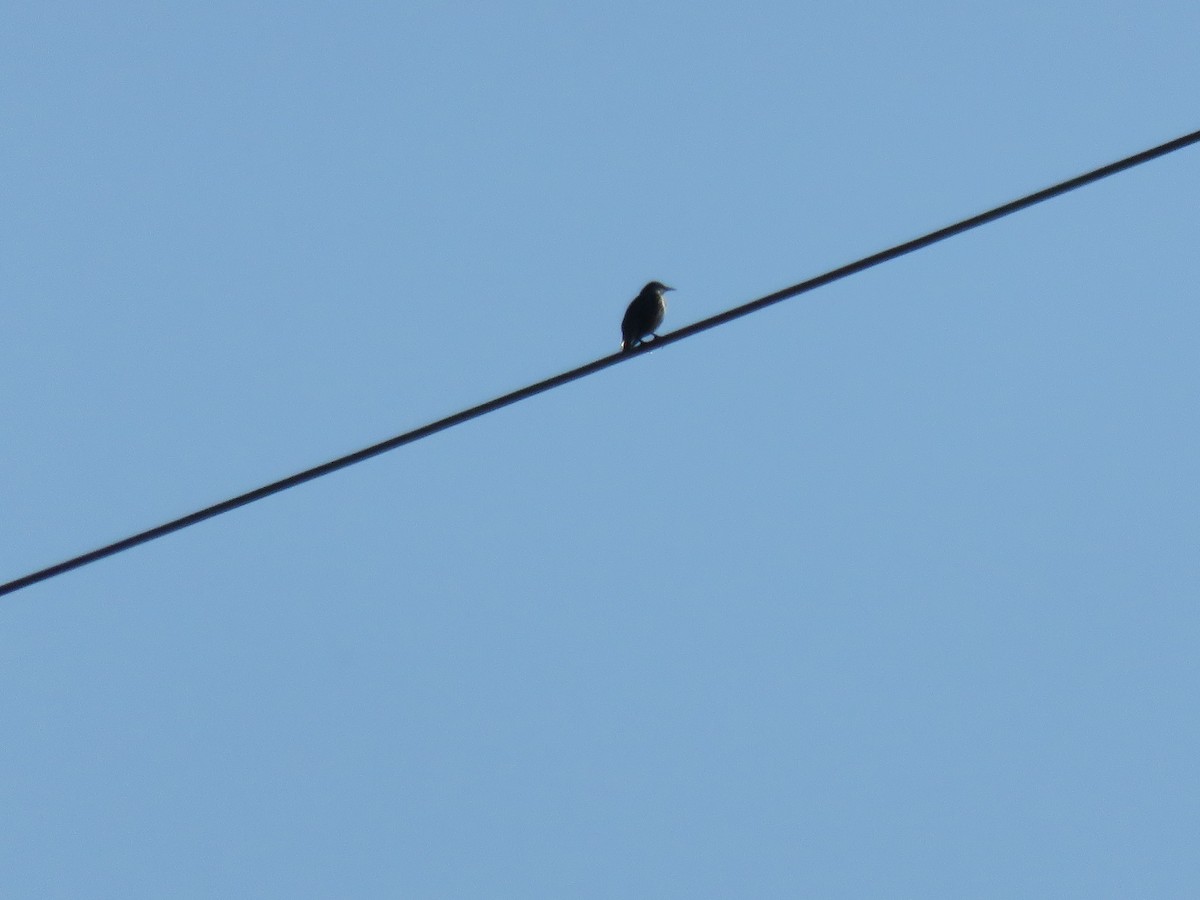 Fieldfare - ML645300895