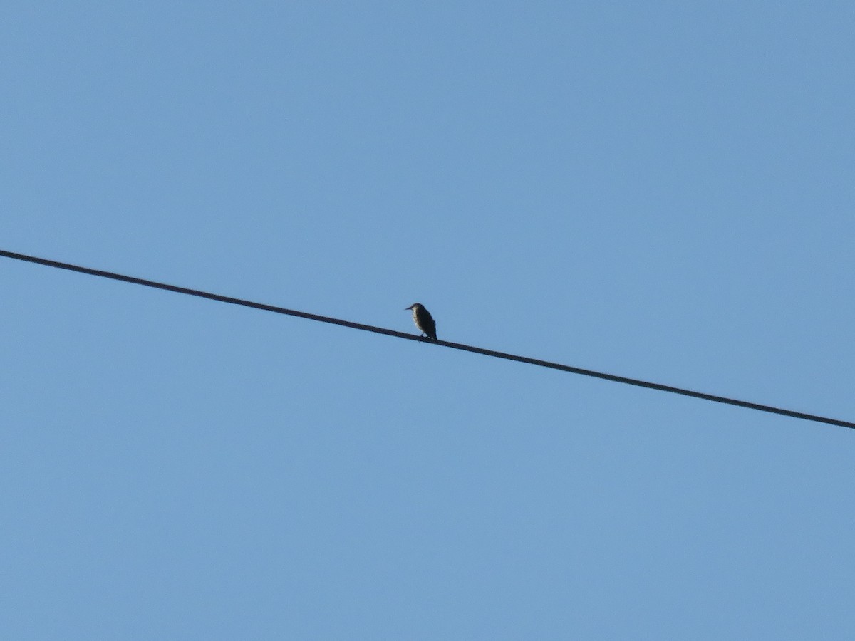 Fieldfare - ML645300896