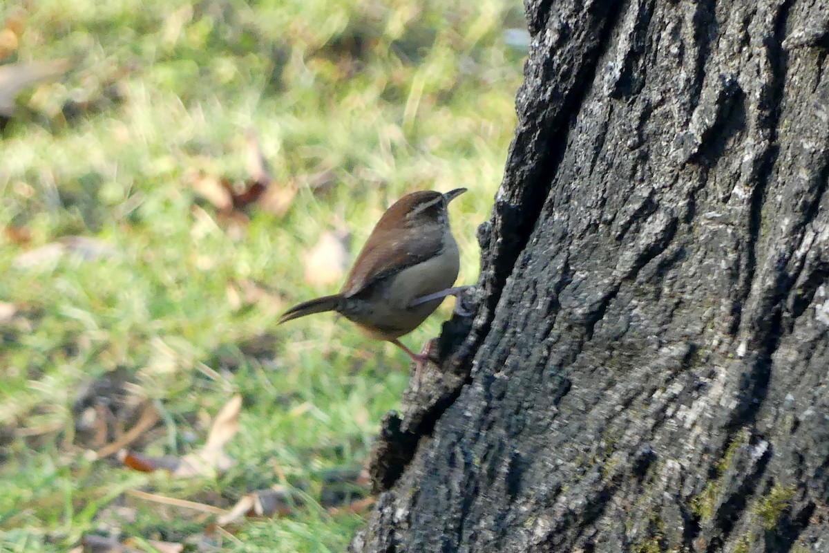 Carolina Wren - ML645300897