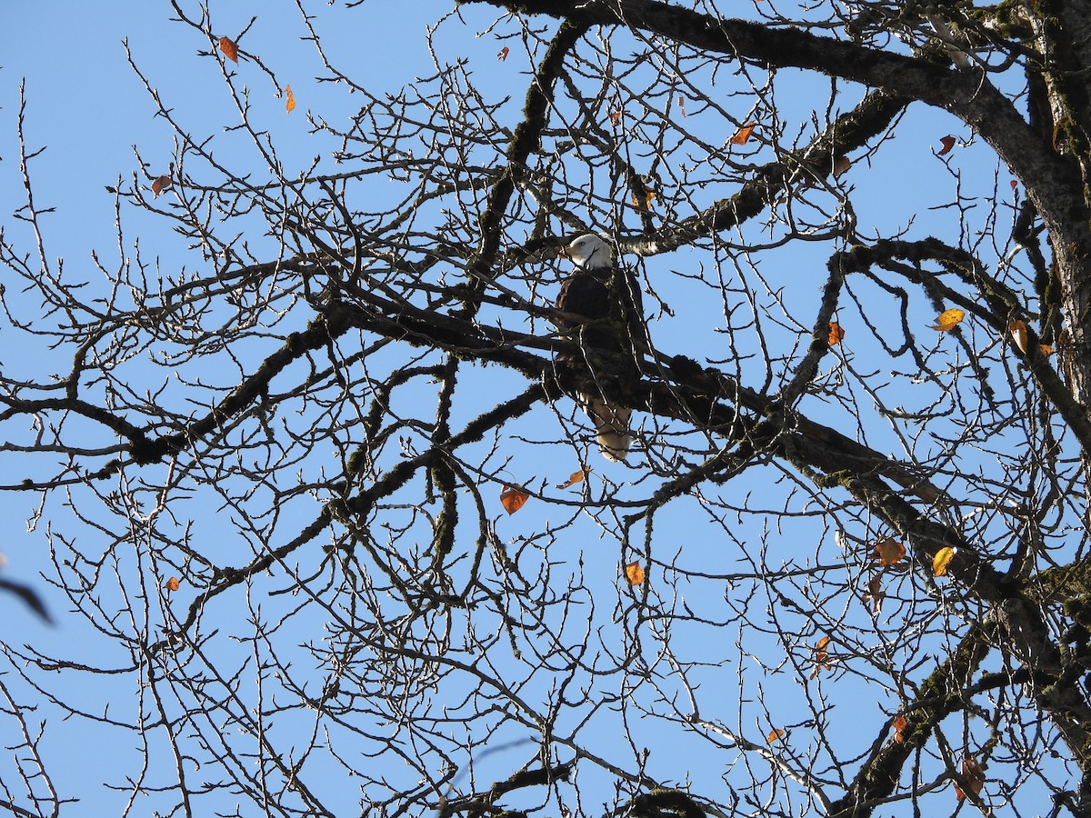 Bald Eagle - ML645300903