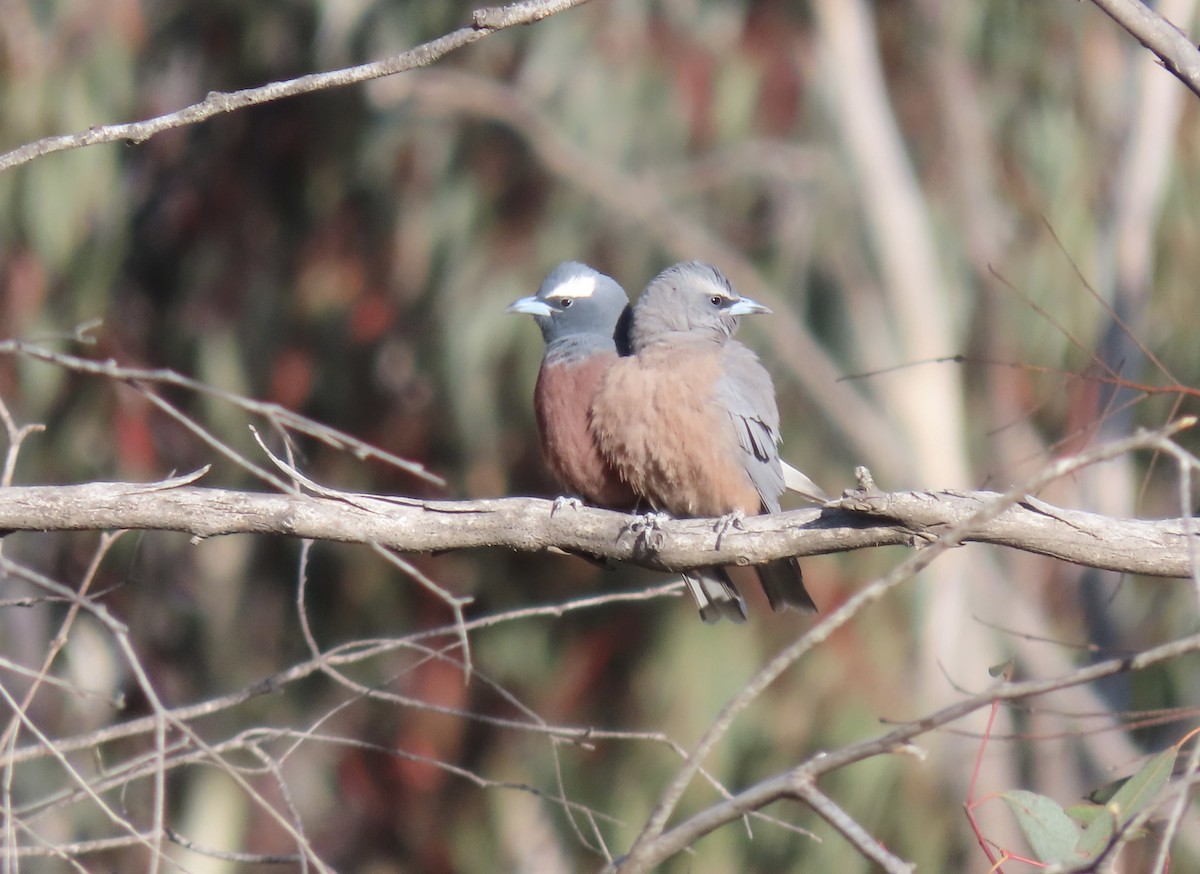 White-browed Woodswallow - ML645300909