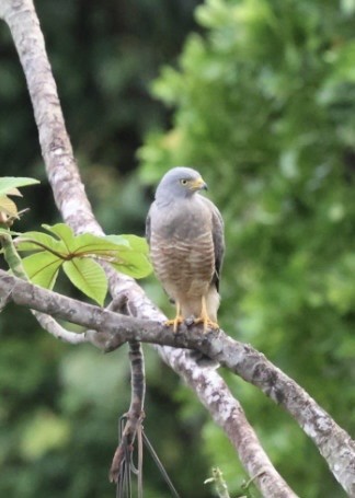 Yol Şahini - ML645300935