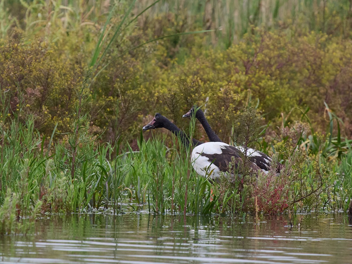 Magpie Goose - ML645300940