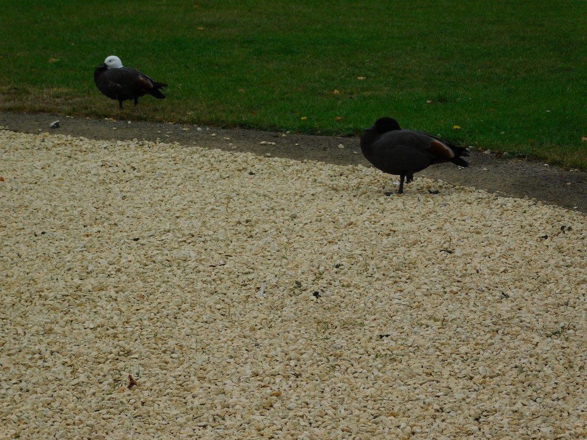 Paita maoria - ML645300941