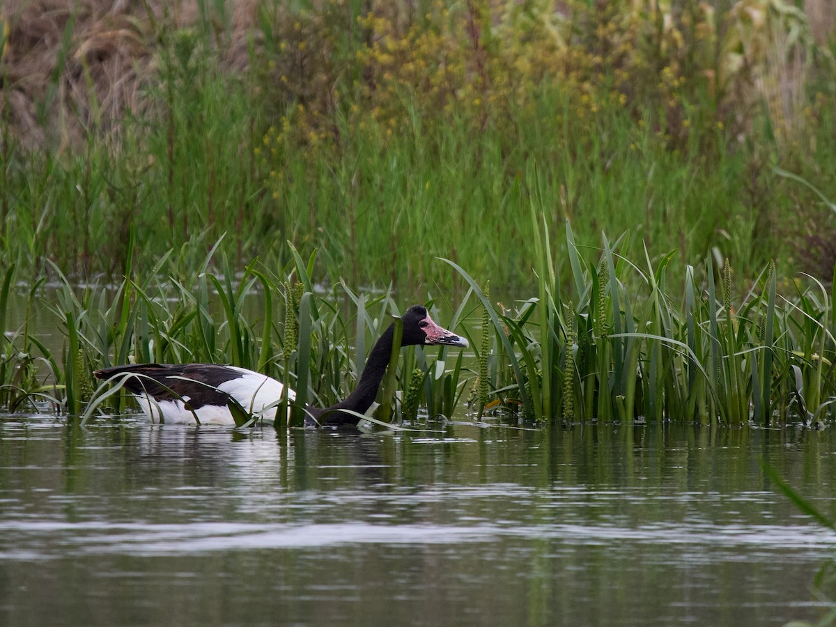 Magpie Goose - ML645300947