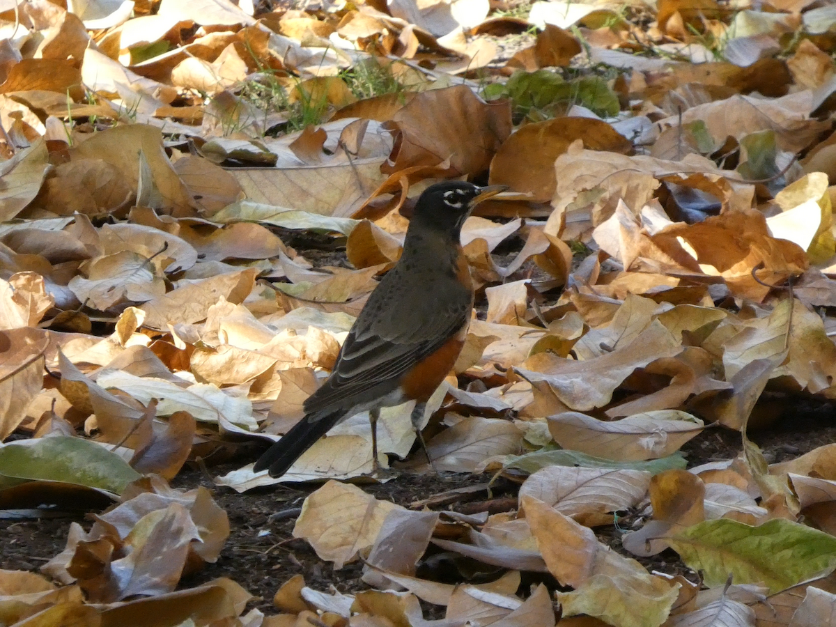 コマツグミ - ML645300954