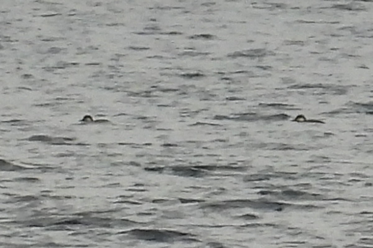 Black Scoter - ML645300961