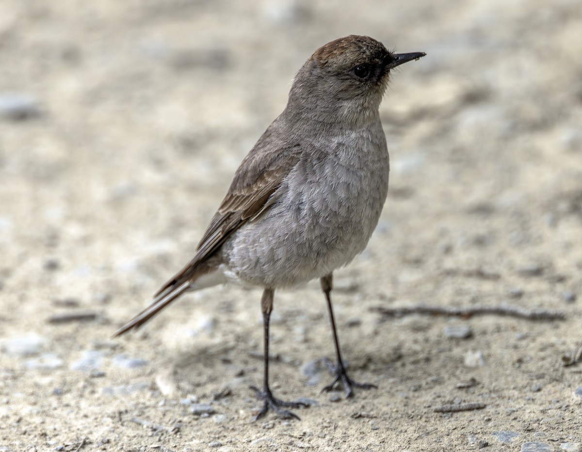 Dormilon bistré (mentalis) - ML645300991