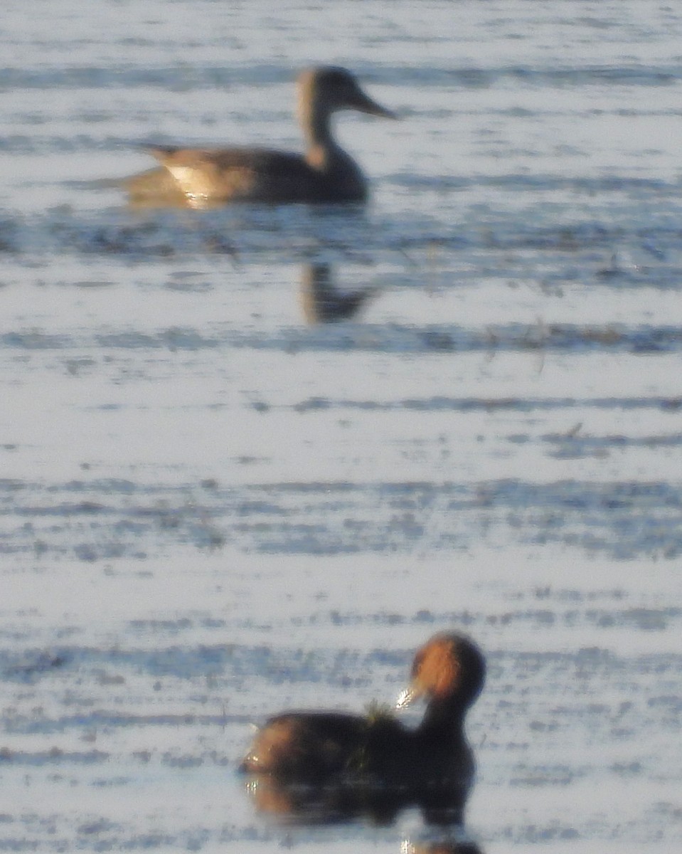 Нерозень - ML645300994