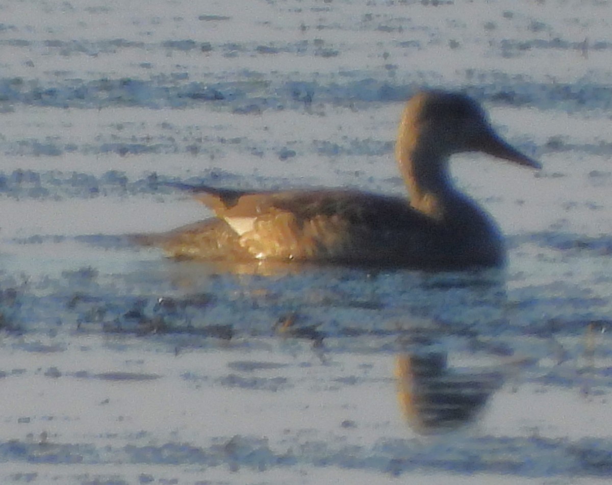 Нерозень - ML645300995