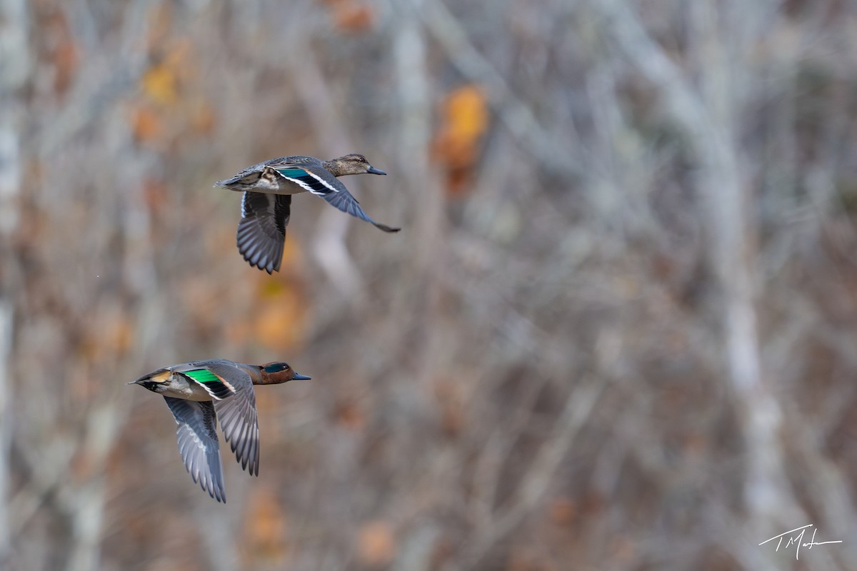Green-winged Teal - ML645301010
