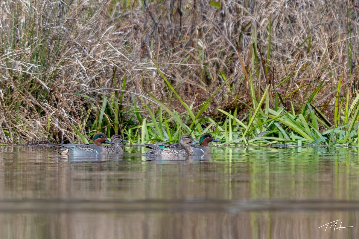 Green-winged Teal - ML645301011